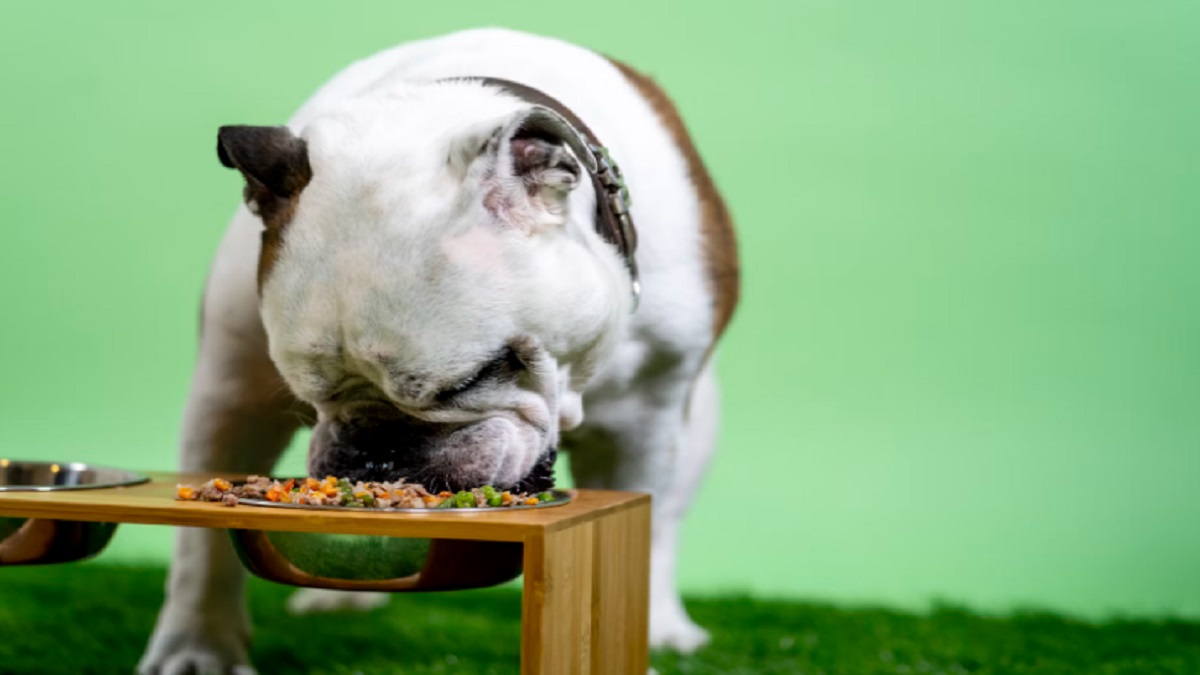 Best dog food for english outlet bulldogs